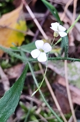 Arabidopsis