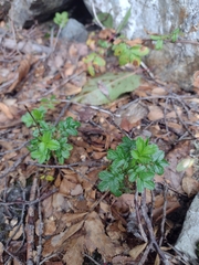 Acaena ovalifolia