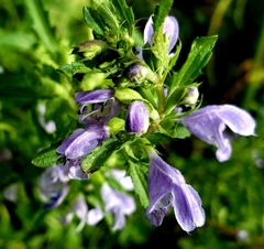 Dracocephalum moldavica
