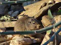 Petromus typicus windhoekensis