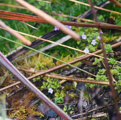Clinopodium nubigenum