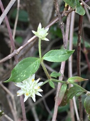 Gomphrena elegans