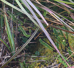 Valeriana microphylla