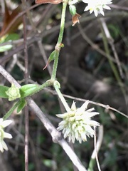 Gomphrena elegans
