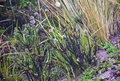 Valeriana microphylla