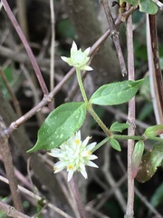 Gomphrena elegans