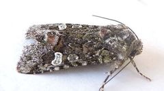 Lacinipolia sharonae