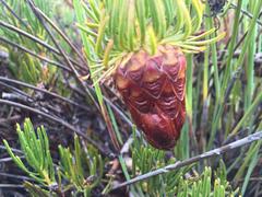 Protea witzenbergiana