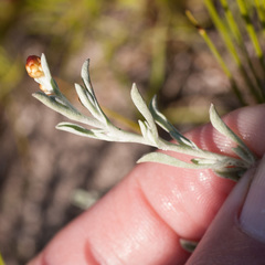 Helichrysum cochleariforme