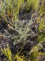Helichrysum cochleariforme