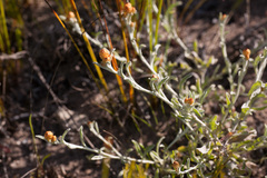 Helichrysum cochleariforme