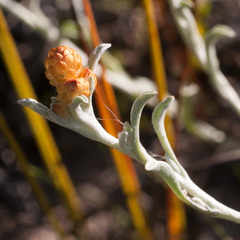 Helichrysum cochleariforme