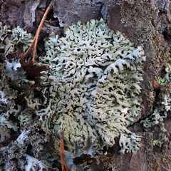 Hypogymnia farinacea