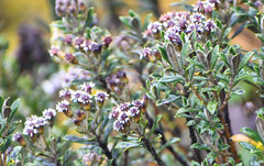 Linochilus rhomboidalis