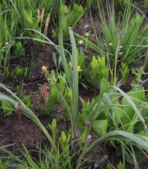 Hypoxis rigidula rigidula