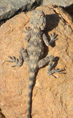 Agama anchietae