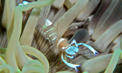 Ancylomenes magnificus