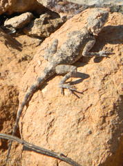 Agama anchietae