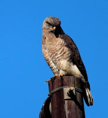 Circaetus fasciolatus