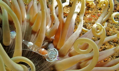 Ancylomenes magnificus