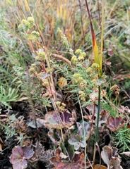 Alchemilla oligantha