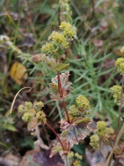 Alchemilla oligantha