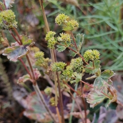Alchemilla oligantha