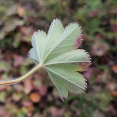 Alchemilla oligantha