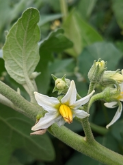 Solanum aethiopicum