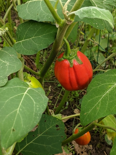 Solanum aethiopicum - Wikipedia