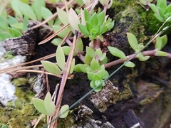 Sedum sarmentosum