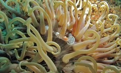 Ancylomenes magnificus