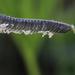 Caterpillar Grass - Photo (c) Tony Rebelo, some rights reserved (CC BY-SA), uploaded by Tony Rebelo