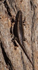 Trachylepis spilogaster