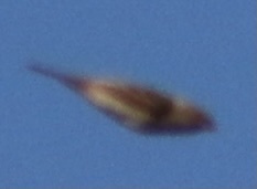 Ammodramus savannarum