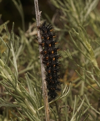 Euphydryas chalcedona