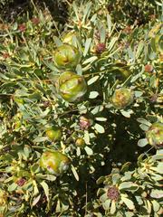 Leucadendron loranthifolium