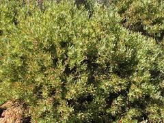 Leucadendron loranthifolium