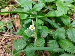Fragaria vesca