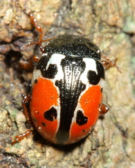 Calligrapha rowena