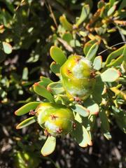 Leucadendron loranthifolium