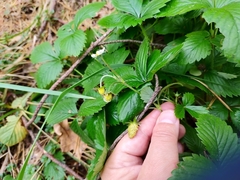 Fragaria vesca