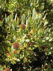 Leucadendron loranthifolium
