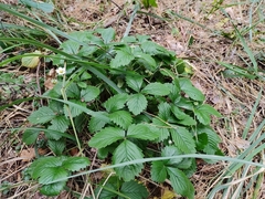 Fragaria vesca