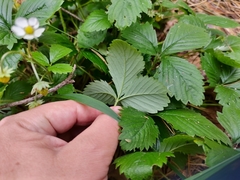 Fragaria vesca