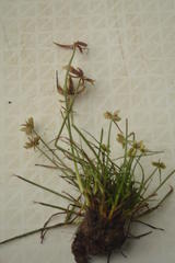 Cyperus rubicundus