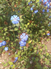 Ceratostigma plumbaginoides