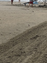 Charadrius semipalmatus