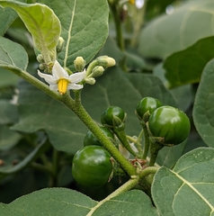 Solanum aethiopicum