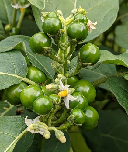 Solanum aethiopicum - Wikipedia